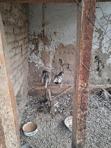 купить карагат: Серебристый сибрайттын жумурткалары сатылат — 5