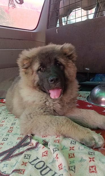 german shepherd: Продаю щенков кавказской овчарки ДЕВОЧКА, щеноки будет иметь полный — 3