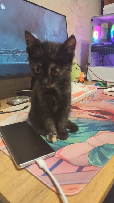 дом кошка: Кошка даром: Беспородная, 2 месяца, Девочка, Приучена к лотку — 3