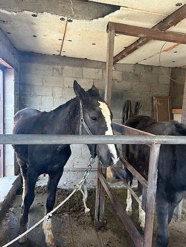 ат бычмал: Продаю | Жеребец | Рабочий — 5