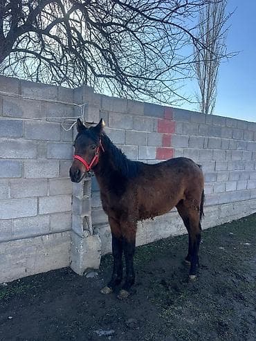 Продаю | Жеребенок | Для разведения | Племенные