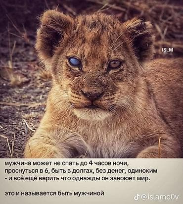 Животные: Продаю | Ягненок | Для разведения | Племенные — 6