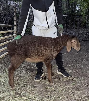 Продаю | Овца (самка), Ягненок, Баран (самец) | Арашан | Для разведения