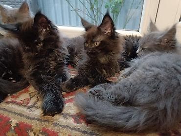 кошку: Котята мейн-кун - Окрас: чёрный дым, чёрный; есть котята — 1