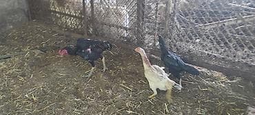 купить собаку кане корсо: Продаю | Куры | Бойцовая | Для разведения — 3