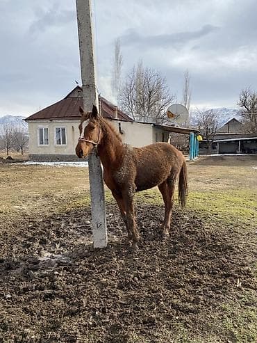 продаю осёл: Продаю | Жеребец | Конный спорт | Племенные — 7