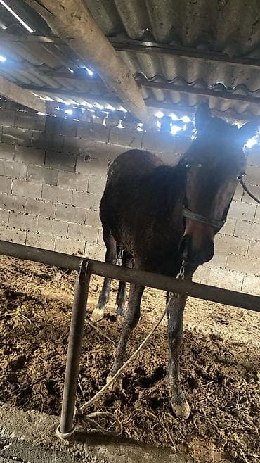 улуу тоо: Сатам | Байтал | Көбөйтүү үчүн — 7