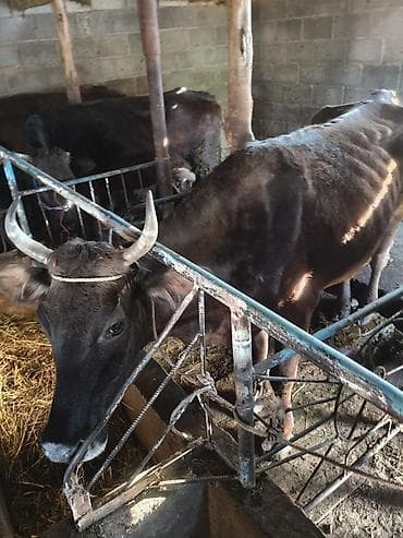 маркрвь на корм: Продаю | Корова (самка) | Для молока | Привязанные — 3