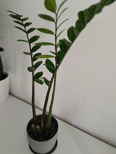 современный: Комнатные растения в горшках: спатифиллум и замиокулькас средние по — 6