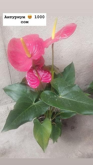 Дом и сад: Комнатные растения в горшках: - Антуриум (красные соцветия, глянцевые — 5