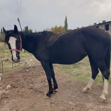 продаю охотничий собаку дратхар: Продаю | Кобыла (самка) | Конный спорт — 2