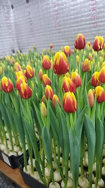 оформление цветов: Организация мероприятий | Букеты, флористика — 3