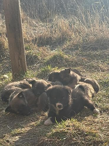 продаю животных: Отдаем щенков в хорошие руки - Возраст 1,5-2 месяца - Ушки — 4