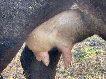 дакен жожо: Продаю | Корова (самка), Тёлка, Музоо, торпок | Голштин, Швицкая | На откорм, На забой, Для разведения | Привязанные — 8