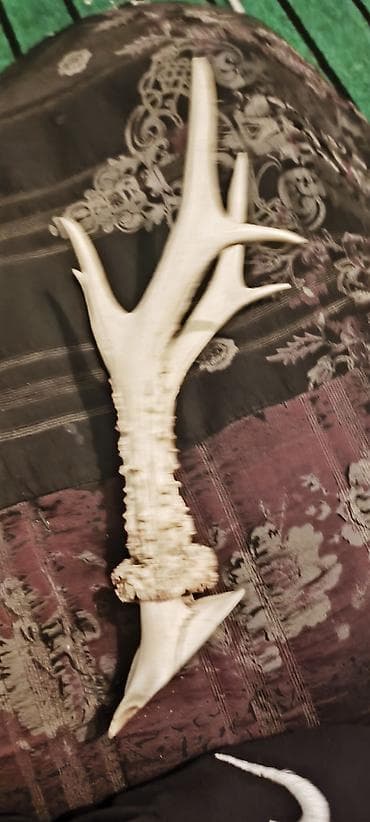 Рога косули (Capreolus capreolus) на части черепа, трофейная пара at lalafo.kg Рога косули (Capreolus capreolus) на части черепа, трофейная пара