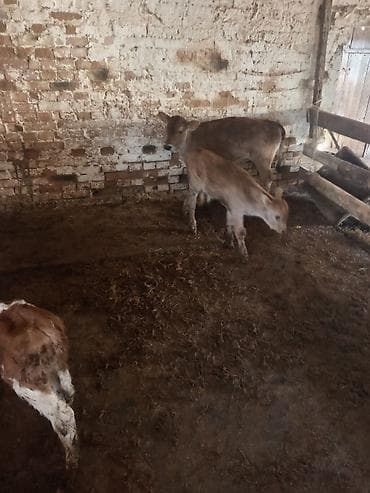 тюк кара балта: Продаю | Музоо, торпок | На откорм — 4