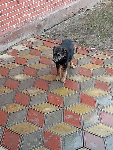 Другие животные: Мать Немецкая овчарка отличный охранник дома — 3