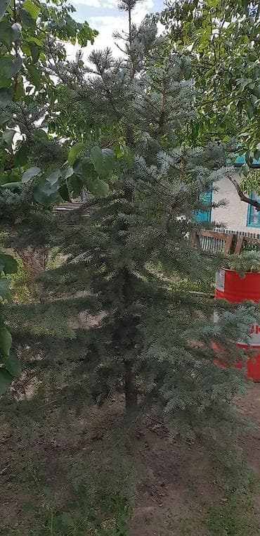 семена хвойных купить: Продаю Тянь-Шаньскую голубую ель — 3