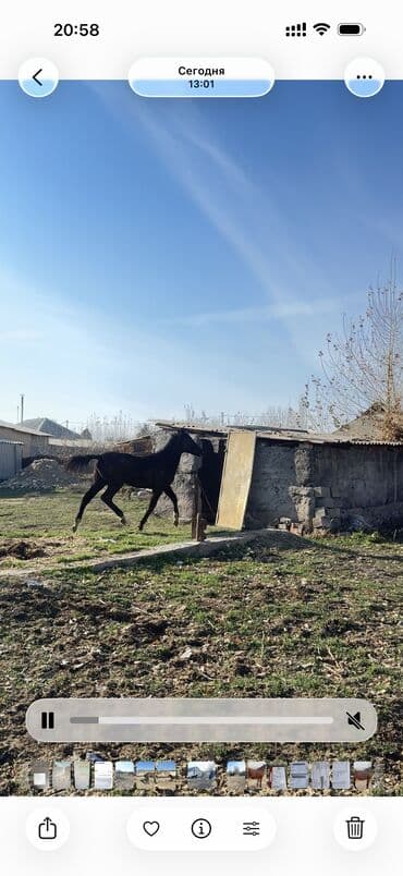 сколько стоит немецкая овчарка в бишкеке: Продаю | Кобыла (самка) | Для разведения — 7