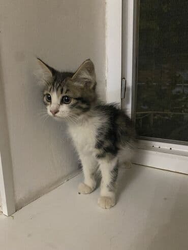 кошка дом: Беспородная, 3 месяца, Мальчик, Черный, Приучена к лотку — 7
