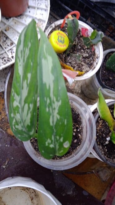 саженцы банана: Комнатные, Сингониумы, спатифиллум, Филодендрон,монстера Альба — 22