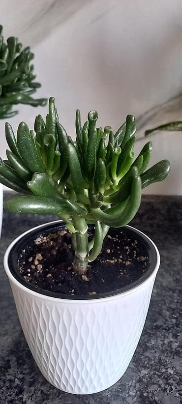 хоббит: Крассула хоббит — 1