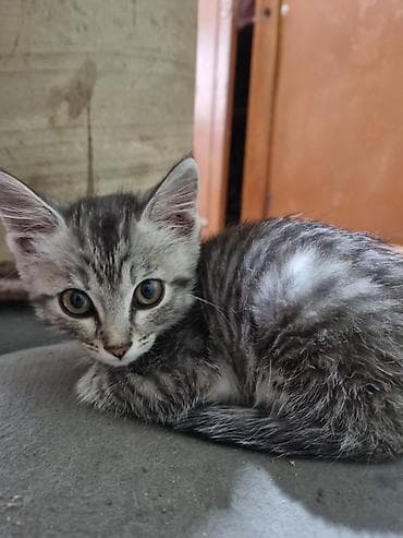 продам сову: Котёнок серый тигровый - Возраст: примерно 1,5–2 месяца (по фото — — 4