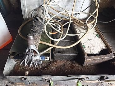 куплю собаку в бишкеке: Продаю | Овца (самка) — 1