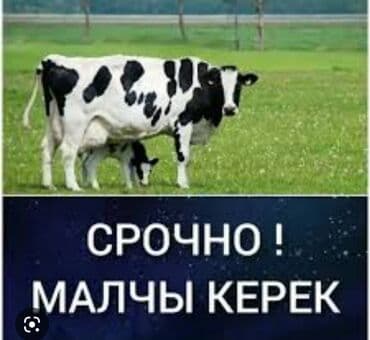 работа на ресепшене: Срочно малчы керек кара Балта эфиранос — 1