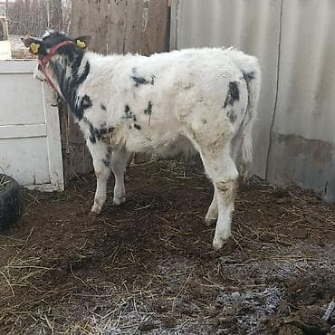 Үй жаныбарлары үчүн товарлар: Сатам | Музоо | Бельгия | Бордоп семиртүү үчүн — 2