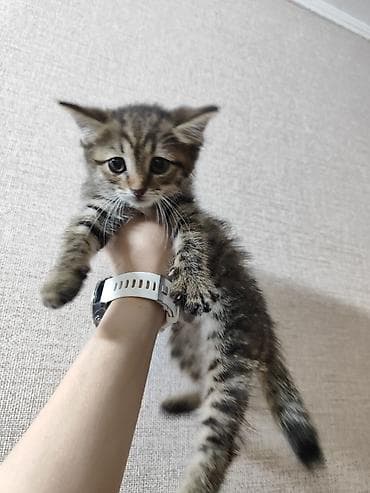 котёнок в добрые руки: Котёнок тигрового окраса - Полосатый короткошёрстный котёнок с белой — 5