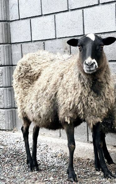 куры цена: Продаю | Ягненок, Баран (самец) | Гиссарская, Арашан, Романовская | Для разведения | Племенные, Котные, Осеменитель — 1