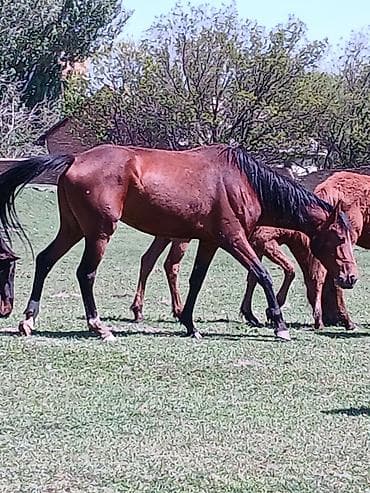 кой обмен: Продаю | Кобыла (самка) | Для разведения | Племенные, Осеменитель, Мерин — 5