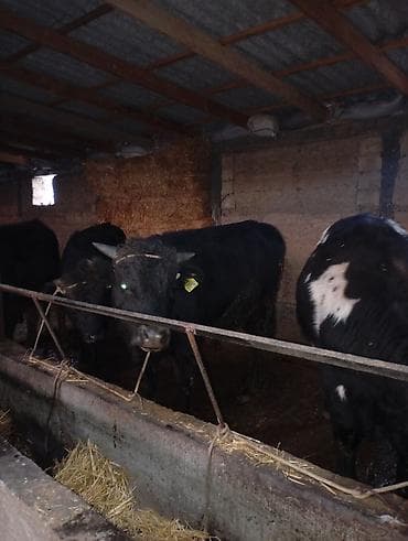 Собаки: Продаю | Бык (самец) | Полукровка | На откорм | Привязанные — 1