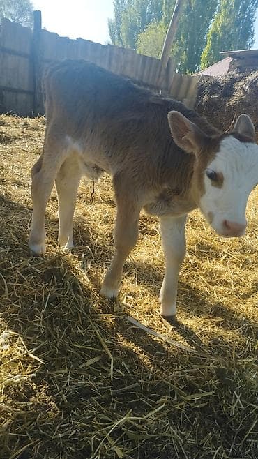 купить бычка: Продаю | Бык (самец) | Для разведения — 4