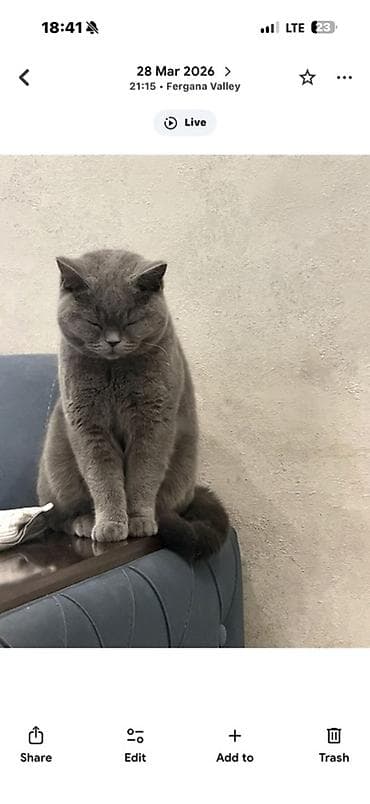 бодо мал: Британская короткошёрстная кошка, окрас блю (серый). - Порода — 1
