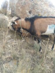 дом для собака: Продаю | Козёл (самец) | Для разведения | Племенные, Осеменитель — 1