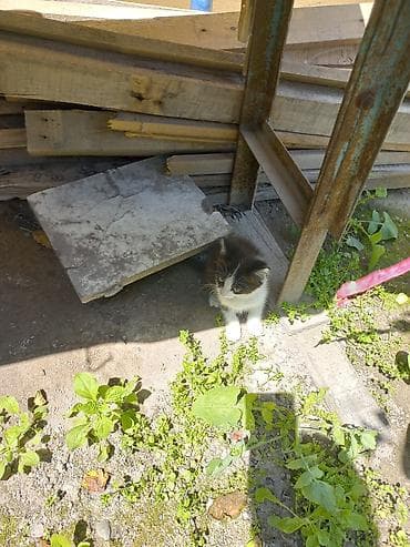 кошки коты котята: Девочка — 3