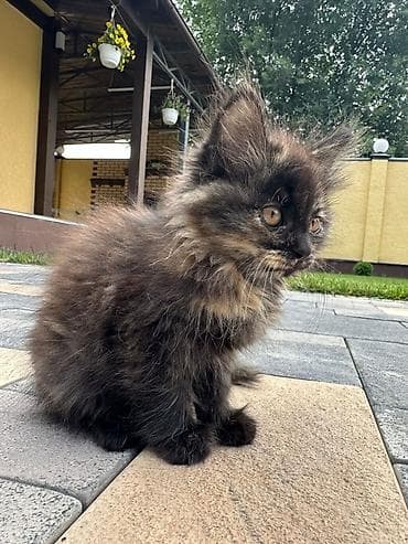 Мышыктар: 3 айлык, Ургаачы, Лотокко барууга үйрөтүлгөн — 2