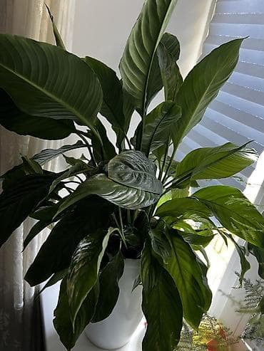 Спатифиллум (Spathiphyllum), крупный взрослый экземпляр в декоративном — 1