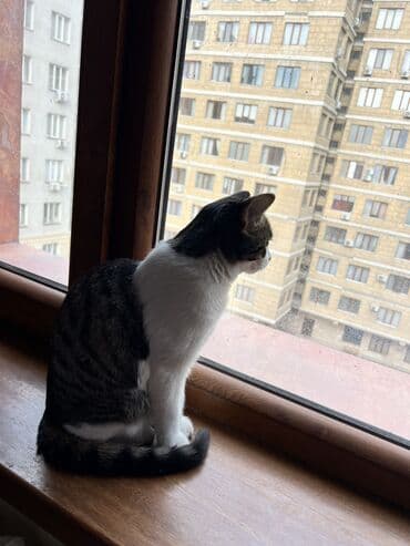 Кошки: БЕСПЛАТНО 2 кошечки в хорошие руки. В связи с переездом в другую — 6