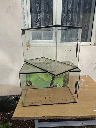 гуппи эндлера: Аквариумы из стекла — 2 шт. - Прямоугольные, без крышек. - — 2