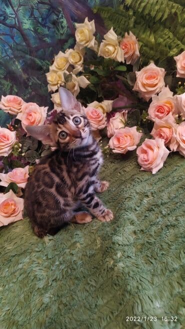 куда можно отдать собаку в бишкеке: Бенгальская, 2 месяца, Девочка — 10