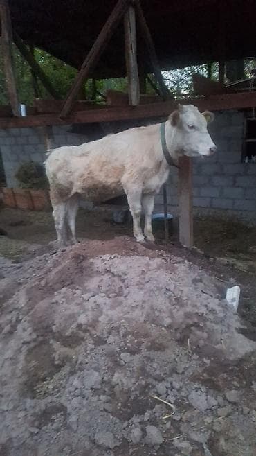 кошка белая: Продаю | Корова (самка) | Для разведения | Привязанные — 1