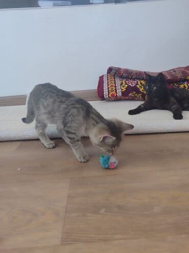 домашние кошки: Беспородная, 6 месяцев, Девочка, Серый — 3