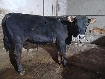 продаю бычка: Продаю | Бык (самец) | На откорм | Привязанные — 1