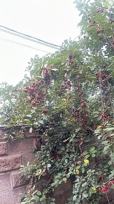 Вишня Оптом, В розницу, Самовывоз, Платная доставка
