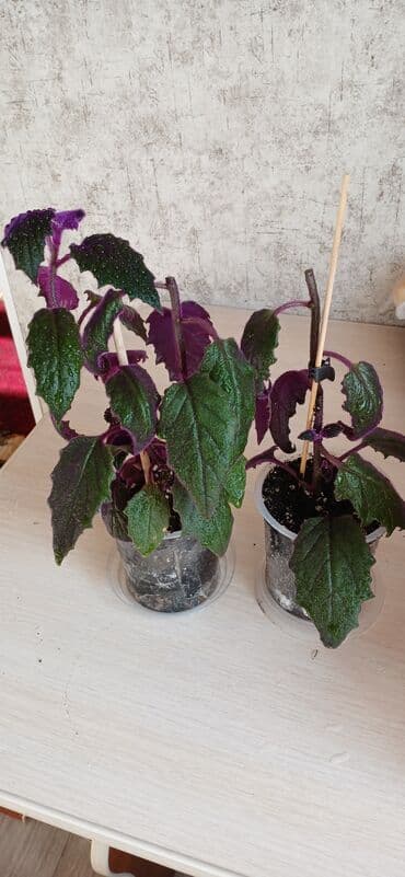 одежда оптом дордой: Продаю комнатные, домашние цветы. В новых горшках и хорошем — 26