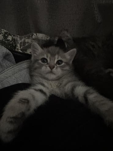 приют: 2 месяца, Девочка — 8