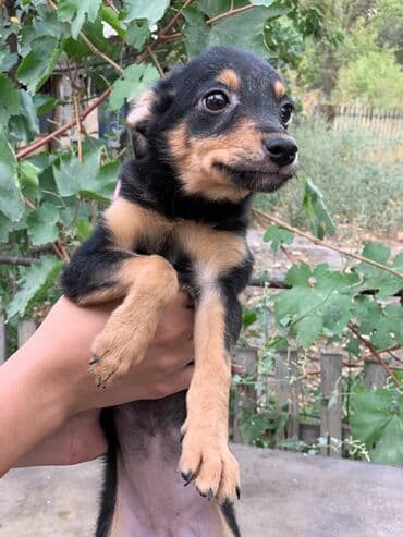 продажа собак бишкек: Отдадим щенков в заботливые руки. Прививки поставлены, от паразитов — 3